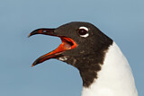 Image. Laughing Gull