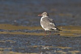 Image. Laughing Gull