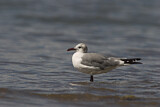 Image. Laughing Gull
