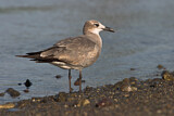 Image. Laughing Gull