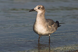 Image. Laughing Gull