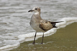 Image. Laughing Gull