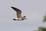 Image. Laughing Gull