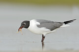 Image. Laughing Gull
