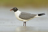 Image. Laughing Gull