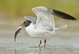 Image. Laughing Gull