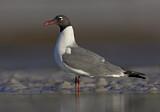 Image. Laughing Gull