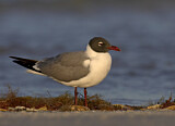 Image. Laughing Gull