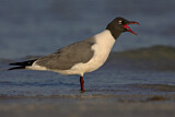 Image. Laughing Gull