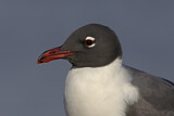 Image. Laughing Gull