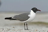 Image. Laughing Gull