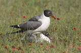 Image. Laughing Gull