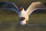Image. Laughing Gull