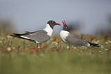 Image. Laughing Gull