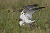 Image. Laughing Gull