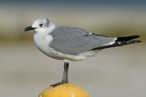 Image. Laughing Gull
