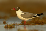 Image. Laughing Gull