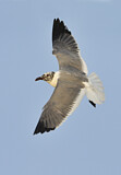 Image. Laughing Gull