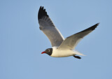 Image. Laughing Gull