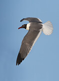 Image. Laughing Gull