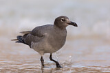 Image. Lava Gull