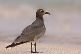 Image. Lava Gull