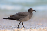 Image. Lava Gull