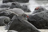Image. Lava Gull