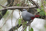 Image. Lavender Waxbill