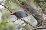 Image. Lavender Waxbill