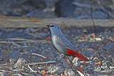 Image. Lavender Waxbill