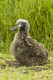 Image. Laysan Albatross