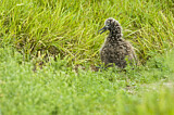 Image. Laysan Albatross