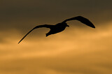 Image. Laysan Albatross