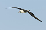 Image. Laysan Albatross
