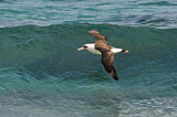 Image. Laysan Albatross