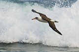 Image. Laysan Albatross