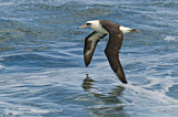 Image. Laysan Albatross