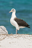 Image. Laysan Albatross