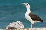 Image. Laysan Albatross