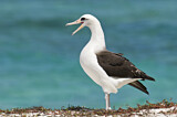 Image. Laysan Albatross