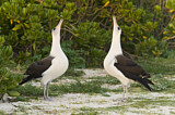 Image. Laysan Albatross