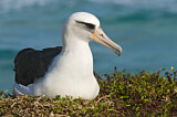 Image. Laysan Albatross