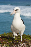 Image. Laysan Albatross