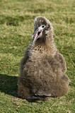 Image. Laysan Albatross