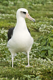 Image. Laysan Albatross