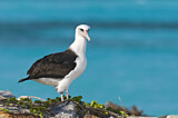 Image. Laysan Albatross