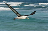 Image. Laysan Albatross