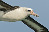 Image. Laysan Albatross