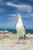 Image. Laysan Albatross